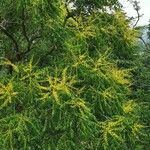 Koelreuteria paniculata Hábitos