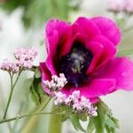 Anemone coronaria Kvet