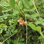 Indigofera hirsuta Λουλούδι