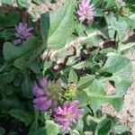 Trifolium resupinatumCvet