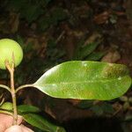 Calophyllum brasiliense Plod