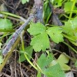 Ranunculus sardous Blatt