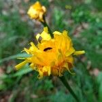 Scorzoneroides pyrenaica Fleur