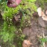 Luzula sylvatica Квітка