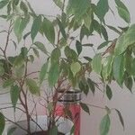 Ficus retusa Rhisgl