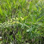 Baptisia bracteata Habit