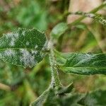 Hesperis matronalis Leaf