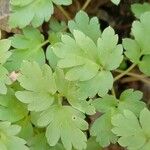 Adoxa moschatellina ഇല