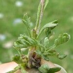 Leucanthemopsis alpina 葉