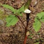 Arisaema sikokianum 花