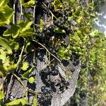 Cissus trifoliata Fruto