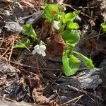 Viola blanda Leaf