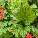 Heuchera sanguinea Levél