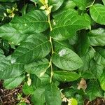 Gaultheria shallon Leaf