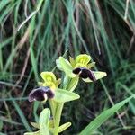 Ophrys fusca Bloem