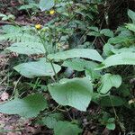 Scrophularia alpestris Leaf