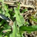 Hieracium gouanii Blatt