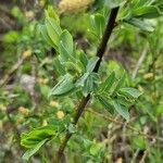 Salix caesia Bark