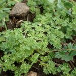 Alchemilla arvensis Pokrój