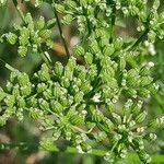 Conium maculatum Fruit