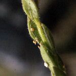 Linaria arenaria Blad