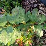 Viburnum trilobum Fulla