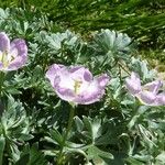 Geranium argenteum 花