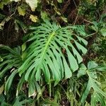 Monstera deliciosa Leaf