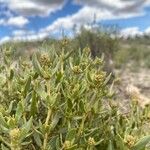 Helianthemum squamatum Hoja