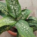 Dieffenbachia seguine Frunză