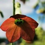 Nicotiana alata Flower