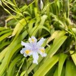 Iris japonica Virág