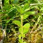 Cornus suecica ശീലം