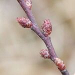 Myrica gale Flower