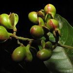 Matayba arborescens Fruit