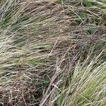 Calamagrostis canescens Folha