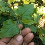 Commicarpus plumbagineus Rinde