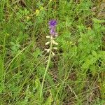 Muscari matritense Žiedas