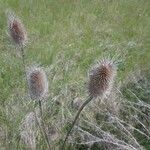 Dipsacus fullonumFrugt