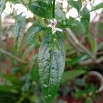 Andrographis paniculata Folla