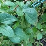 Clematis integrifolia Lapas