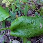 Plantago rugelii Folha