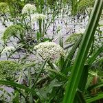 Sium latifolium Цветок