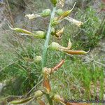 Astragalus pachypus Цвят