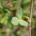 Trifolium lappaceum Листок