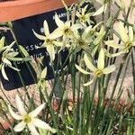 Narcissus × alleniae 花