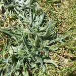 Plantago monosperma Blad