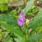 Roscoea purpurea Blomst