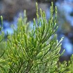 Erica arborescens Leaf