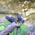 Hypericum androsaemum Fruit